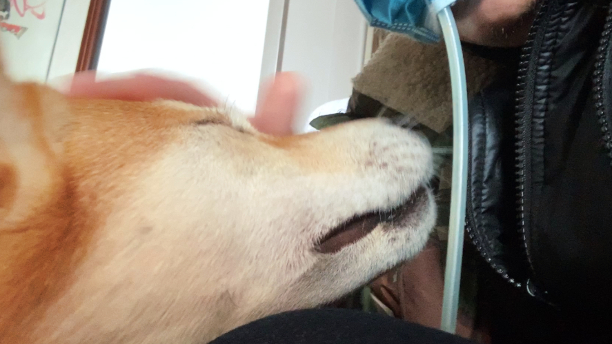病床上的每一天都会让人格外想念狗子与美食